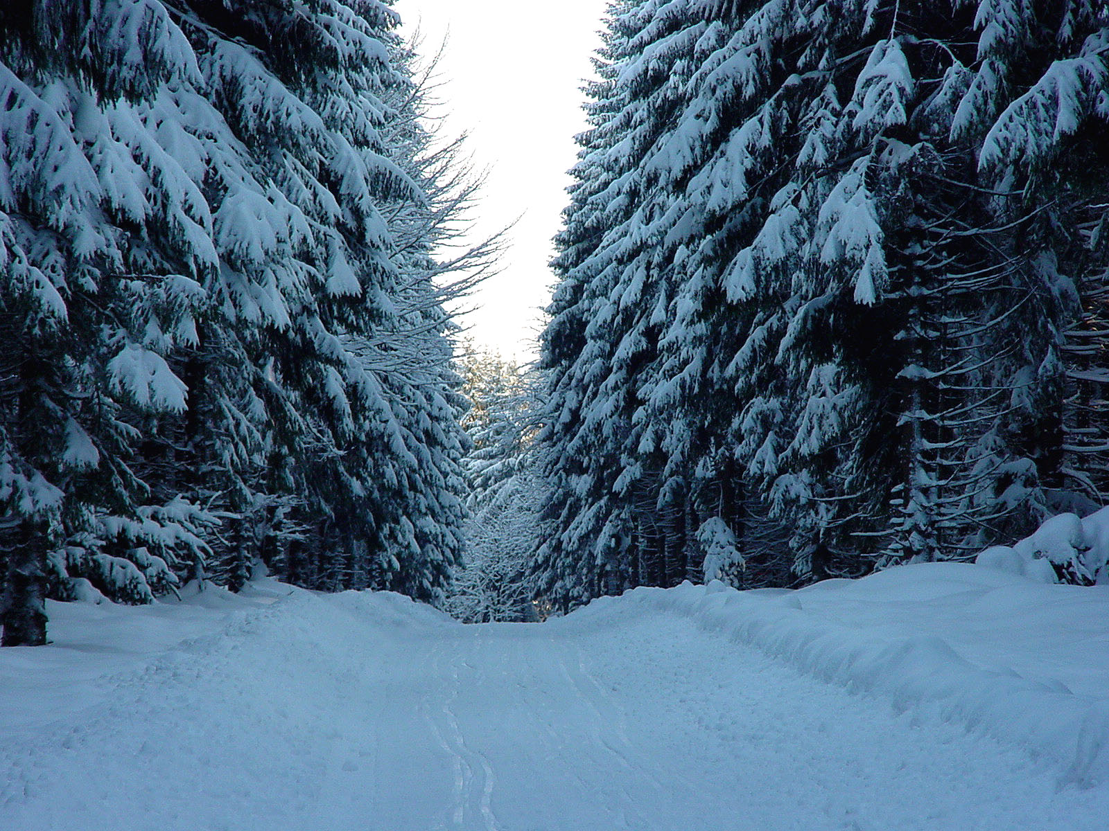 Loipe durch Winterwald